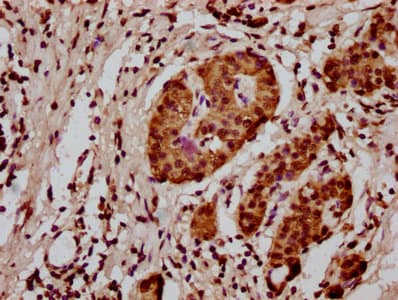 HIST1H3A Antibody