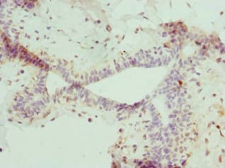 NME4 Antibody