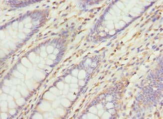 VANGL1 Antibody