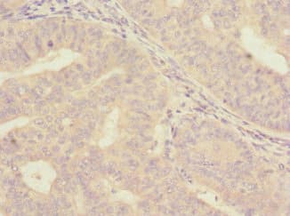 ISCU Antibody