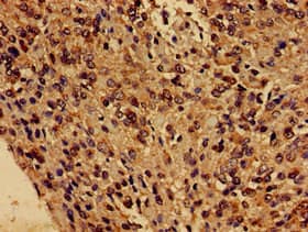 FUNDC1 Antibody