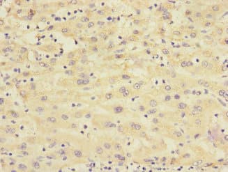RXFP3 Antibody