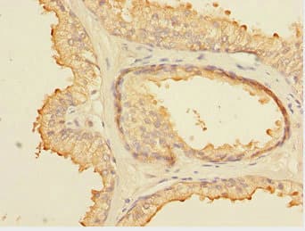 ELF5 Antibody