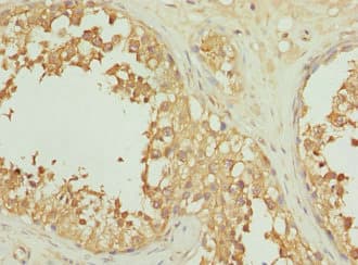 INHBC Antibody