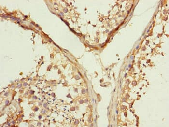 MFN1 Antibody