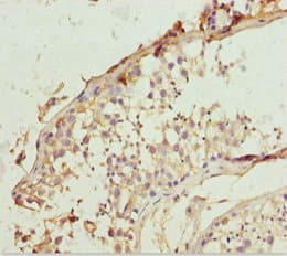 LCN6 Antibody
