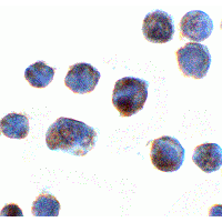Polyclonal Rabbit anti-Human C18orf42 Antibody (IF, WB)