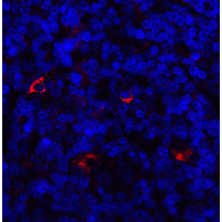 Polyclonal Rabbit anti-Human LAG3 Antibody (IHC, IF, WB)