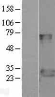 FADD Protein (Over-Expression Lysate Myc-DDK (Flag))