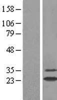 GSTA2 Protein (Over-Expression Lysate Myc-DDK (Flag))