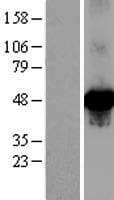 PTEN Protein (Over-Expression Lysate Myc-DDK (Flag))