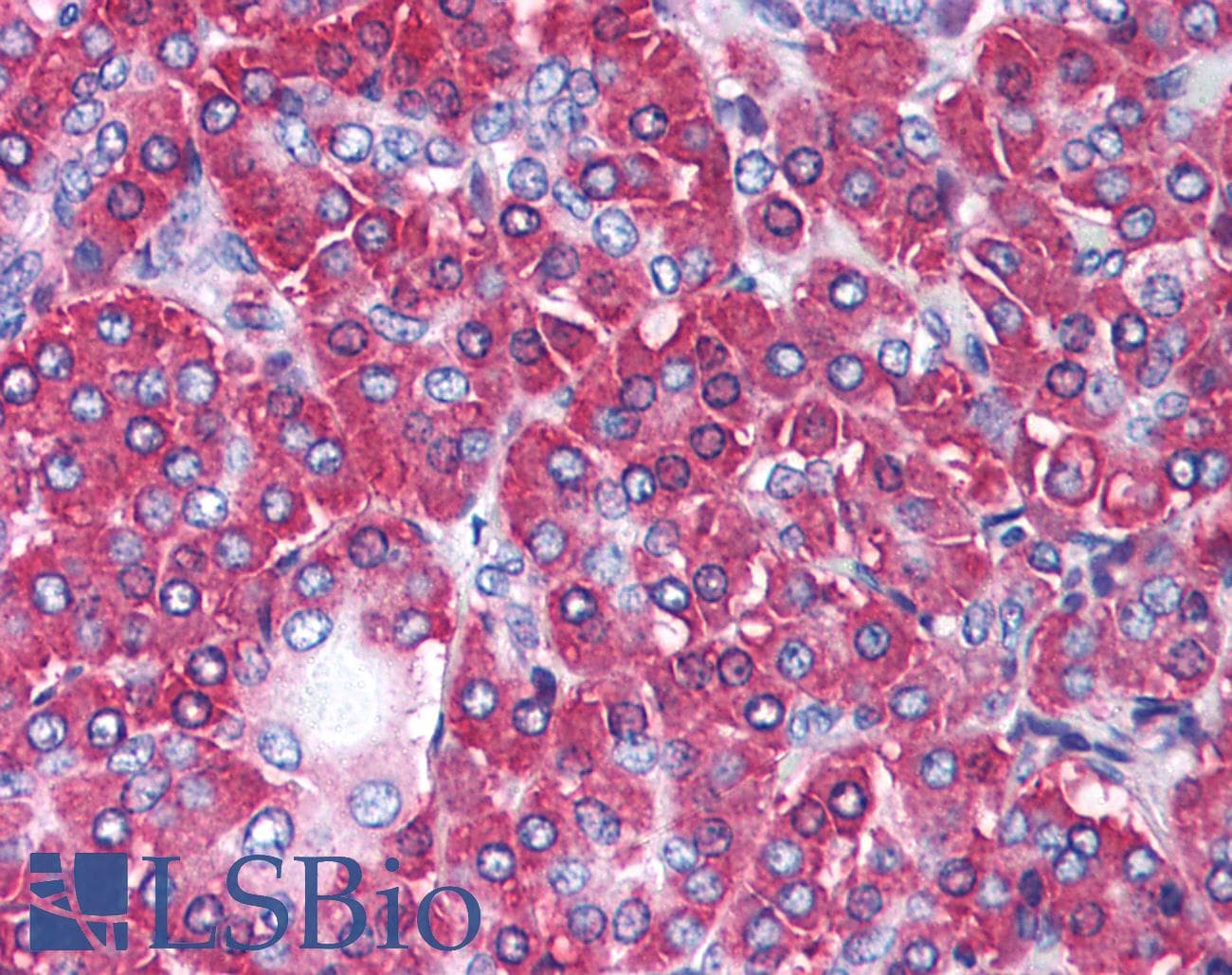 Aflatoxin B1-Treated DNA Antibody (clone 6A10)