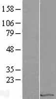 EIF1 Protein (Over-Expression Lysate Myc-DDK (Flag))