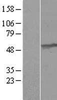 UMPS / OPRT Protein (Over-Expression Lysate Myc-DDK (Flag))