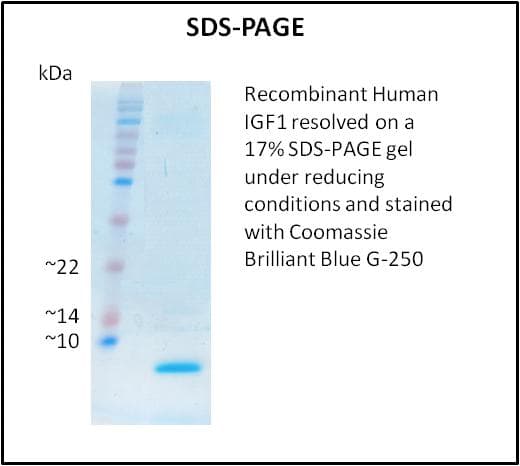 Human IGF1 Protein (Recombinant)