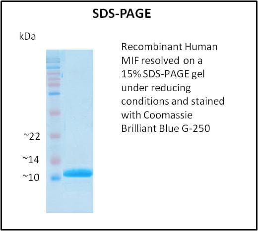Human MIF Protein (Recombinant)