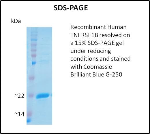 Human TNFRSF1B / TNFR2 Protein (Recombinant)