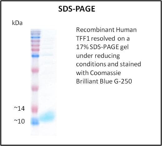 Human TFF1 / pS2 Protein (Recombinant)
