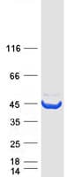Human ADH2 / ADH1B Protein (Recombinant Myc-DDK (Flag))