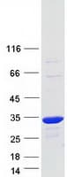 Human BPGM Protein (Recombinant Myc-DDK (Flag))