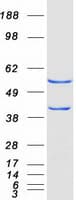 Human CAP2 Protein (Recombinant Myc-DDK (Flag))