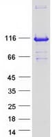 Human CAPRIN1 Protein (Recombinant Myc-DDK (Flag))