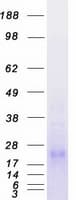 Human CD83 Protein (Recombinant Myc-DDK (Flag))