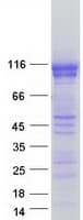 Human DSC2 / Desmocollin 2 Protein (Recombinant Myc-DDK (Flag))