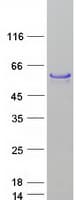 Human FOXA1 Protein (Recombinant Myc-DDK (Flag))