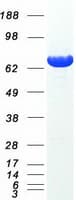 Human GCLC Protein (Recombinant Myc-DDK (Flag))