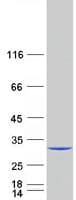 Human GRB2 Protein (Recombinant Myc-DDK (Flag))