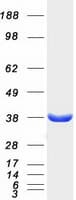 Human MDH / MDH2 Protein (Recombinant Myc-DDK (Flag))