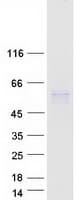 Human PLTP Protein (Recombinant Myc-DDK (Flag))