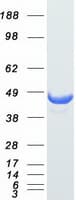 Human SERPINB5 / Maspin Protein (Recombinant Myc-DDK (Flag))