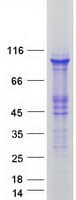 Human E6AP / UBE3A Protein (Recombinant Myc-DDK (Flag))