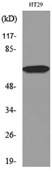 Polyclonal Rabbit anti-Human CAT / Catalase Antibody (WB)