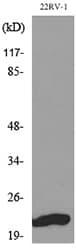 Polyclonal Rabbit anti-Human FGF12 Antibody (WB)