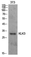 Polyclonal Rabbit anti-Human KLK3 / PSA Antibody (WB)