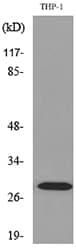 Polyclonal Rabbit anti-Human FGF23 Antibody (WB)