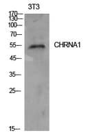 Polyclonal Rabbit anti-Human CHRNA1 Antibody (WB)