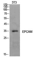 Polyclonal Rabbit anti-Human EPCAM Antibody (WB)