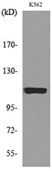 Polyclonal Rabbit anti-Human NALP3 / NLRP3 Antibody (WB)