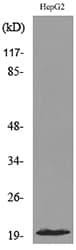 Polyclonal Rabbit anti-Human DUSP3 / VHR Antibody (WB)