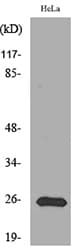 Polyclonal Rabbit anti-Human PRDX1 / Peroxiredoxin 1 Antibody (WB)