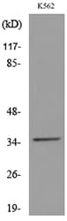 Polyclonal Rabbit anti-Human CD32A Antibody (WB)