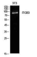 Polyclonal Rabbit anti-Human ITGB3 / Integrin Beta 3 / CD61 Antibody (WB)