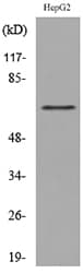 Polyclonal Rabbit anti-Human LY9 / CD229 Antibody (WB)