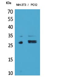 Polyclonal Rabbit anti-Human TRAIL-R3 / DCR1 Antibody (WB)