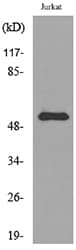 Polyclonal Rabbit anti-Human BMP3 Antibody (WB)
