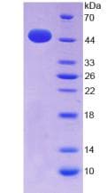 Mouse IFNA / Interferon Alpha Protein (Recombinant His-GST)